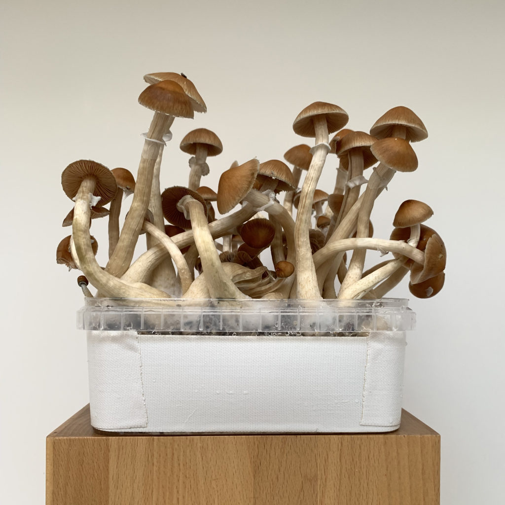 Magic mushrooms growing in a pot