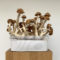 Magic mushrooms growing in a pot