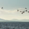 flock of birds over the atlantic in sligo