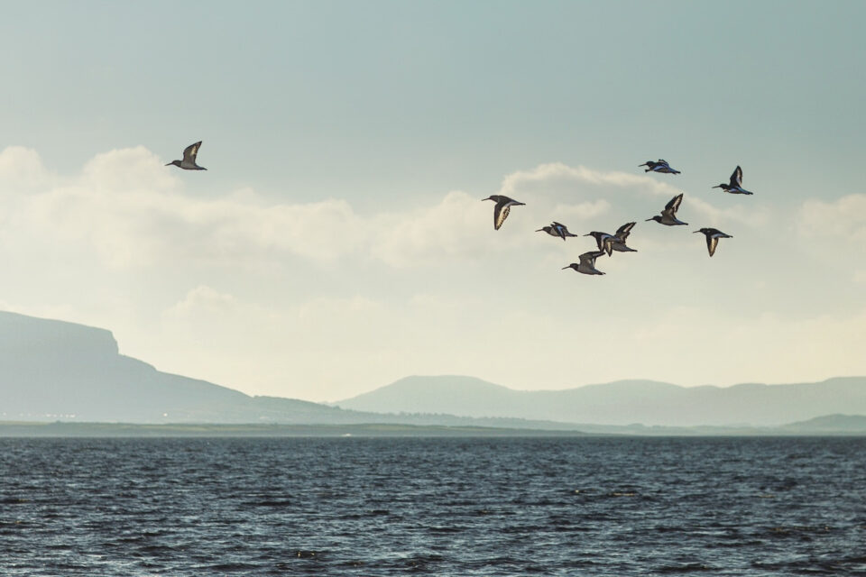 flock of birds over the atlantic in sligo flock of birds over the atlantic in sligo