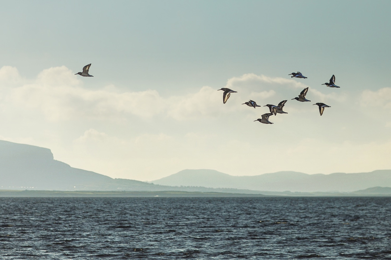 flock of birds over the atlantic in sligo