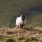 irish sheep benbulben forest walk