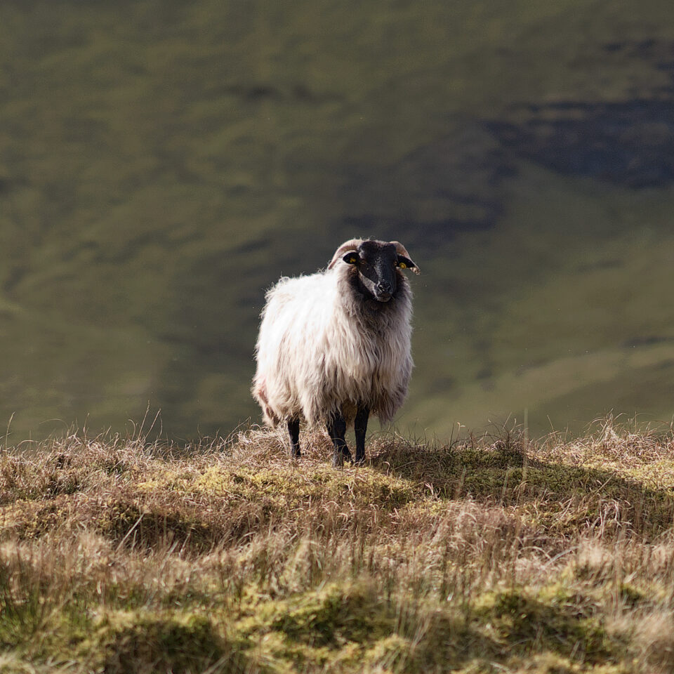 irish sheep benbulben forest walk
