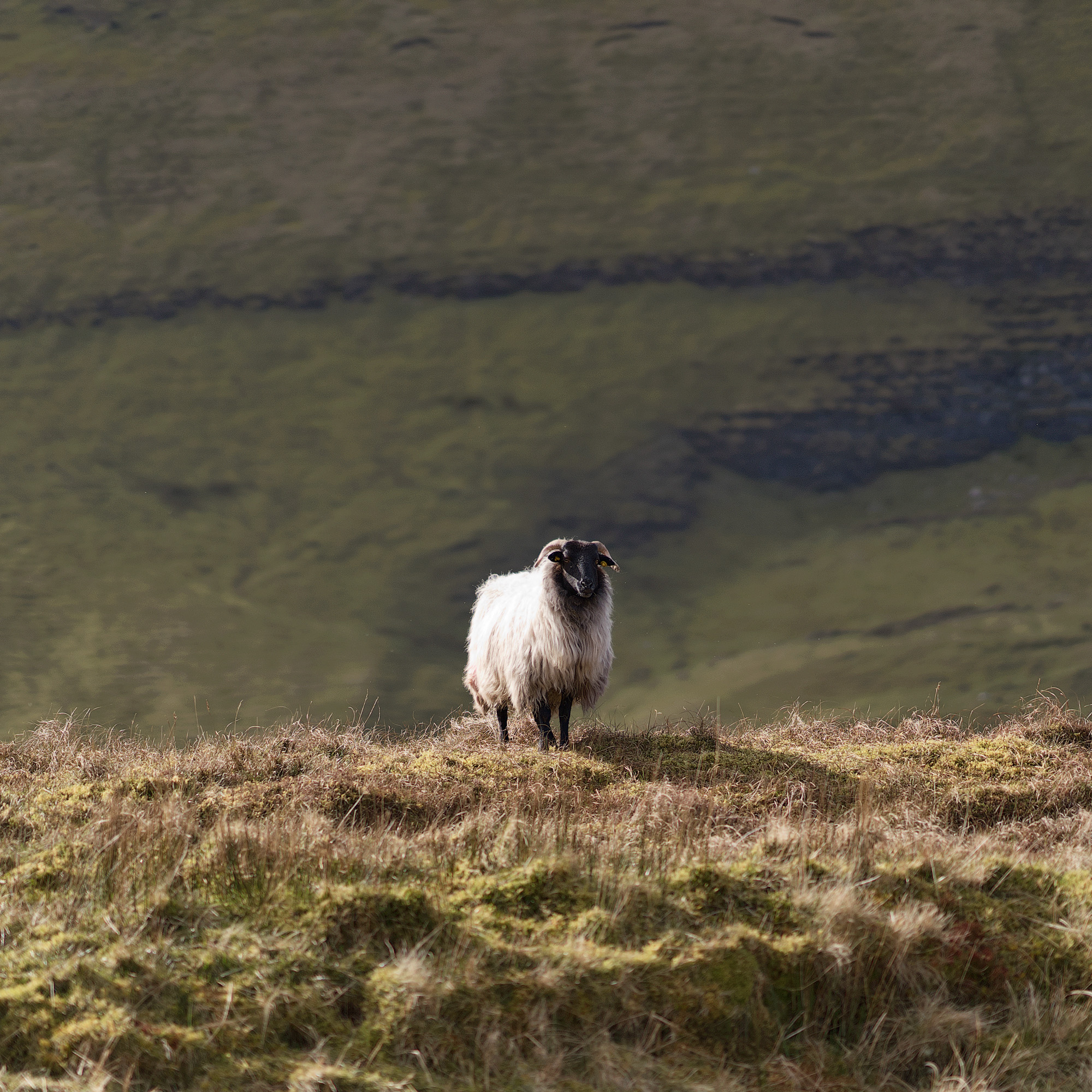 irish sheep benbulben forest walk