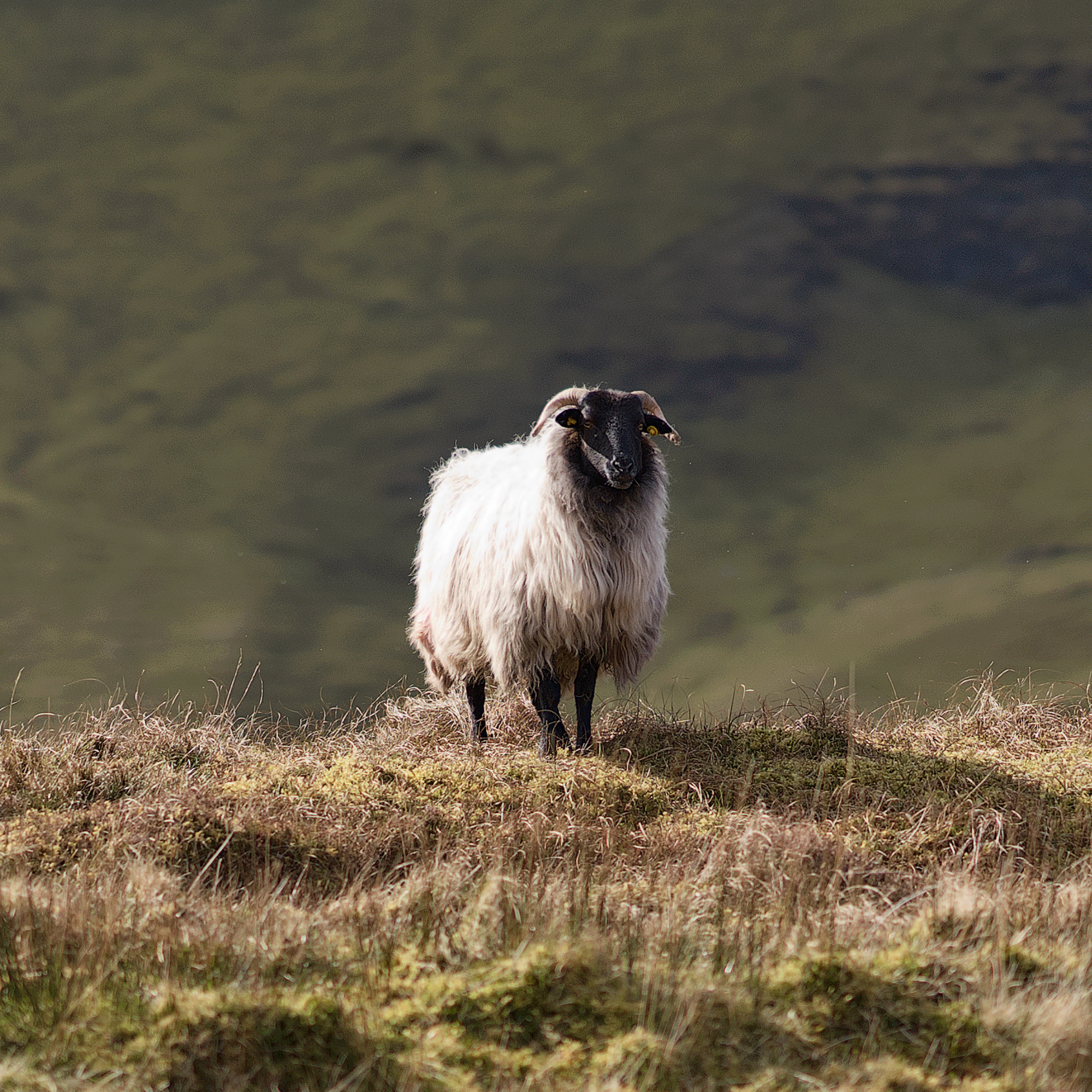 irish sheep benbulben forest walk